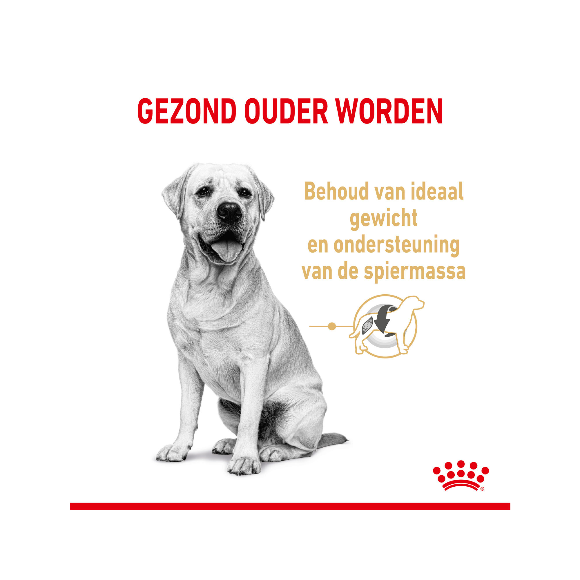 Royal Canin Labrador Retriever Adult 5+