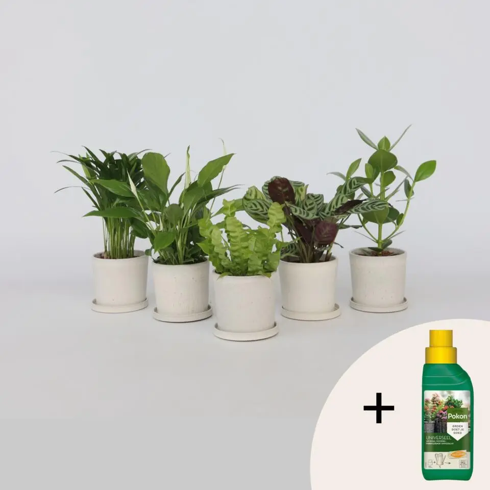 Luchtzuiverende kamerplanten - Set van 5 - Hoogte 25-40cm - ⌀12cm