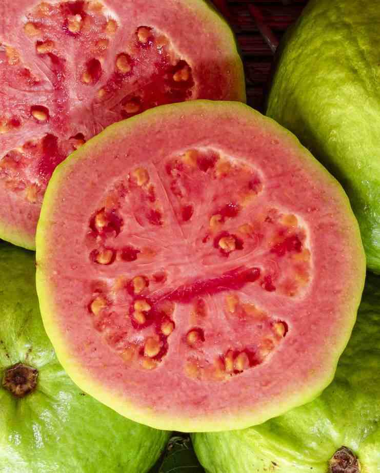 Psidium guajava 