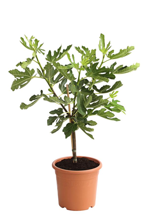 Feige 'Pfälzer Fruchtfeige'