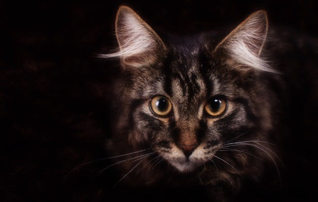 Fotoshooting Tiere in Niederwinkling als besonderes Geschenk