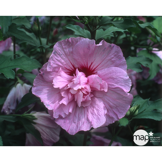 Hibiscus syriacus 'Lavender Chiffon' : conteneur 5 litres