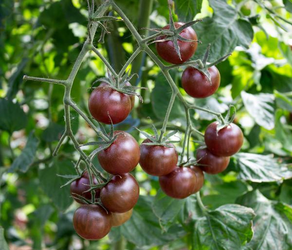 Dehner Bio-Saatgut Kirschtomate 'Black Cherry'