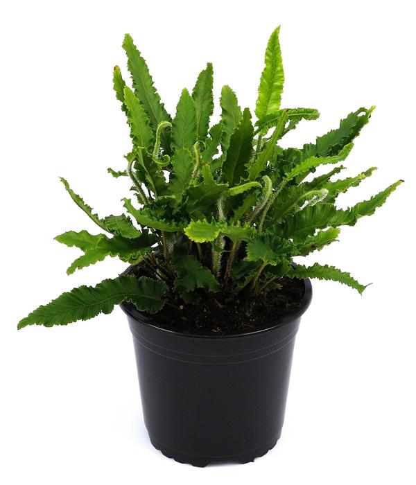 Hirschzungenfarn 'Angustifolia'