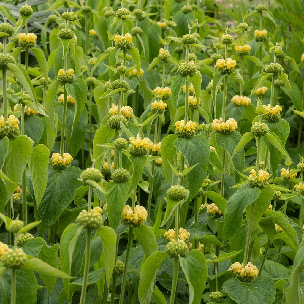 Phlomis russeliana Pagodeblomst Ø11 cm