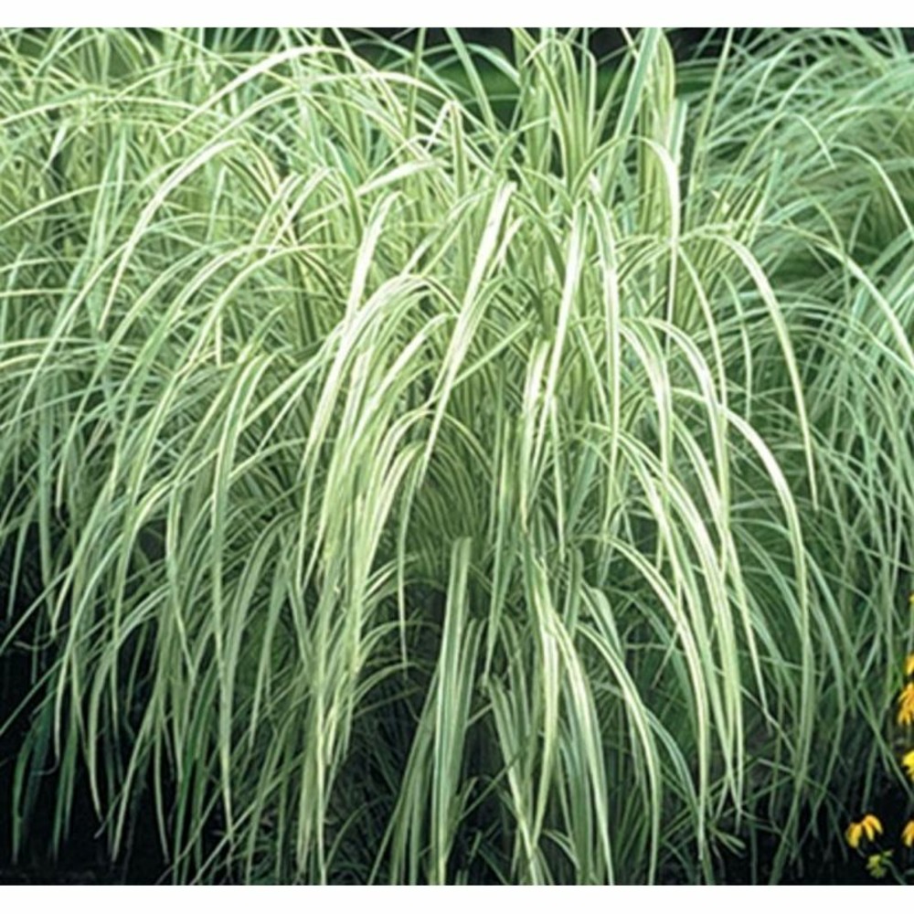 Miscanthus variegatus (roseau de chine, eulalie) taille pot de 2 litres - 0/100 cm