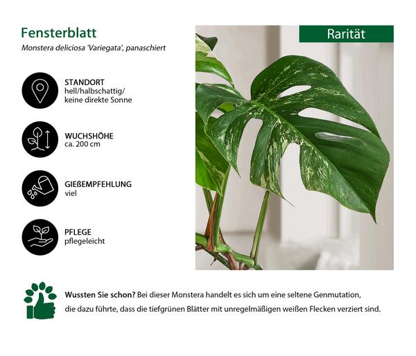 Fensterblatt - Monstera deliciosa 'Variegata',
