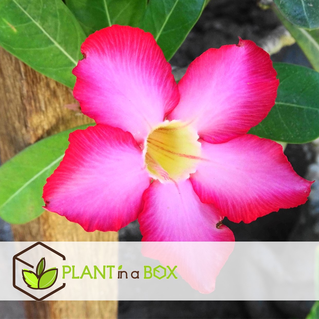 Adenium obesum - rosier du désert fleuri - pot 10.5cm - hauteur 25-40cm