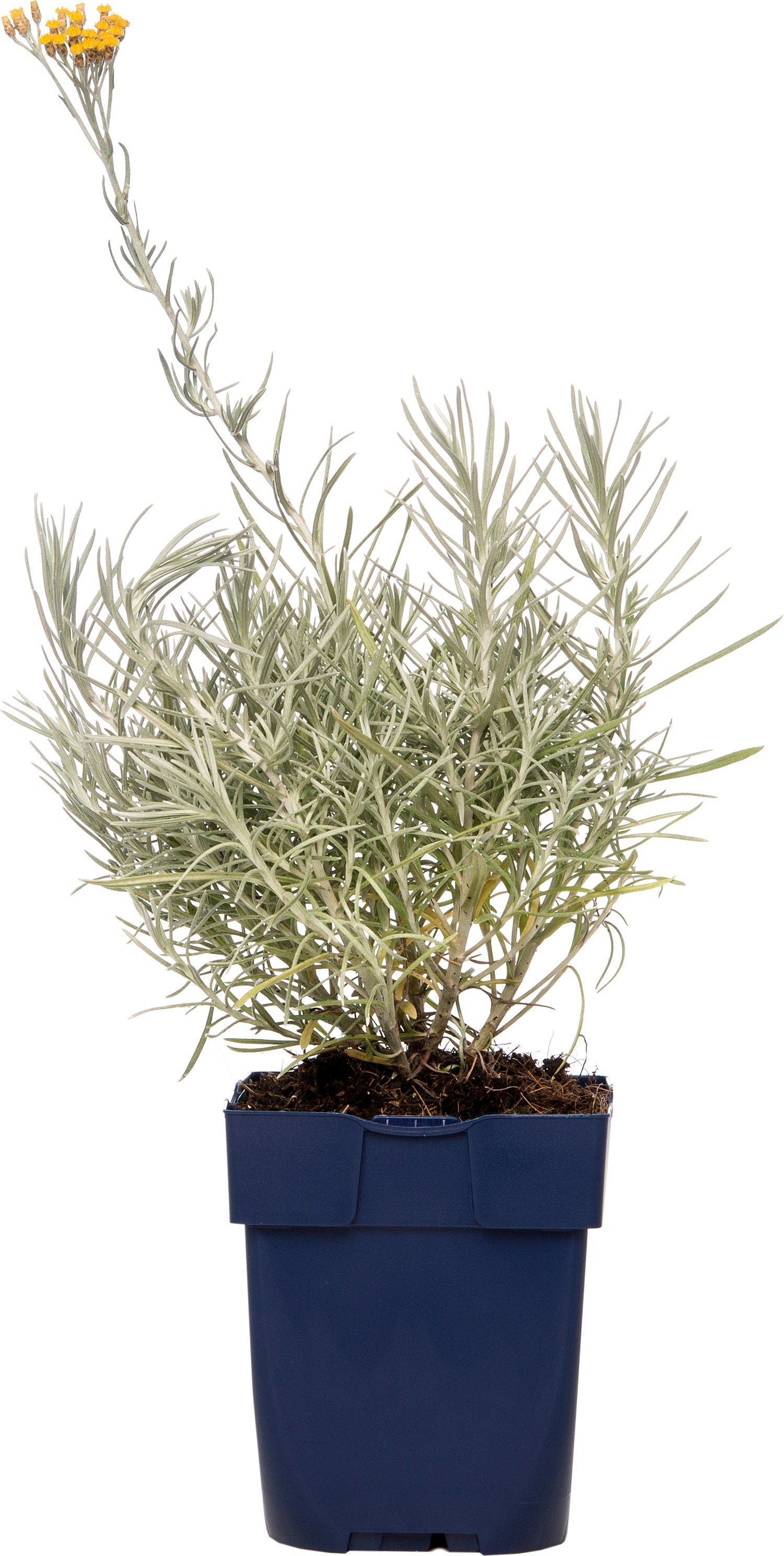 Strobloem (Helichrysum italicum) D 11 H 10 cm