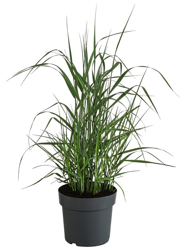 Rutenhirse 'Prairie Sky'