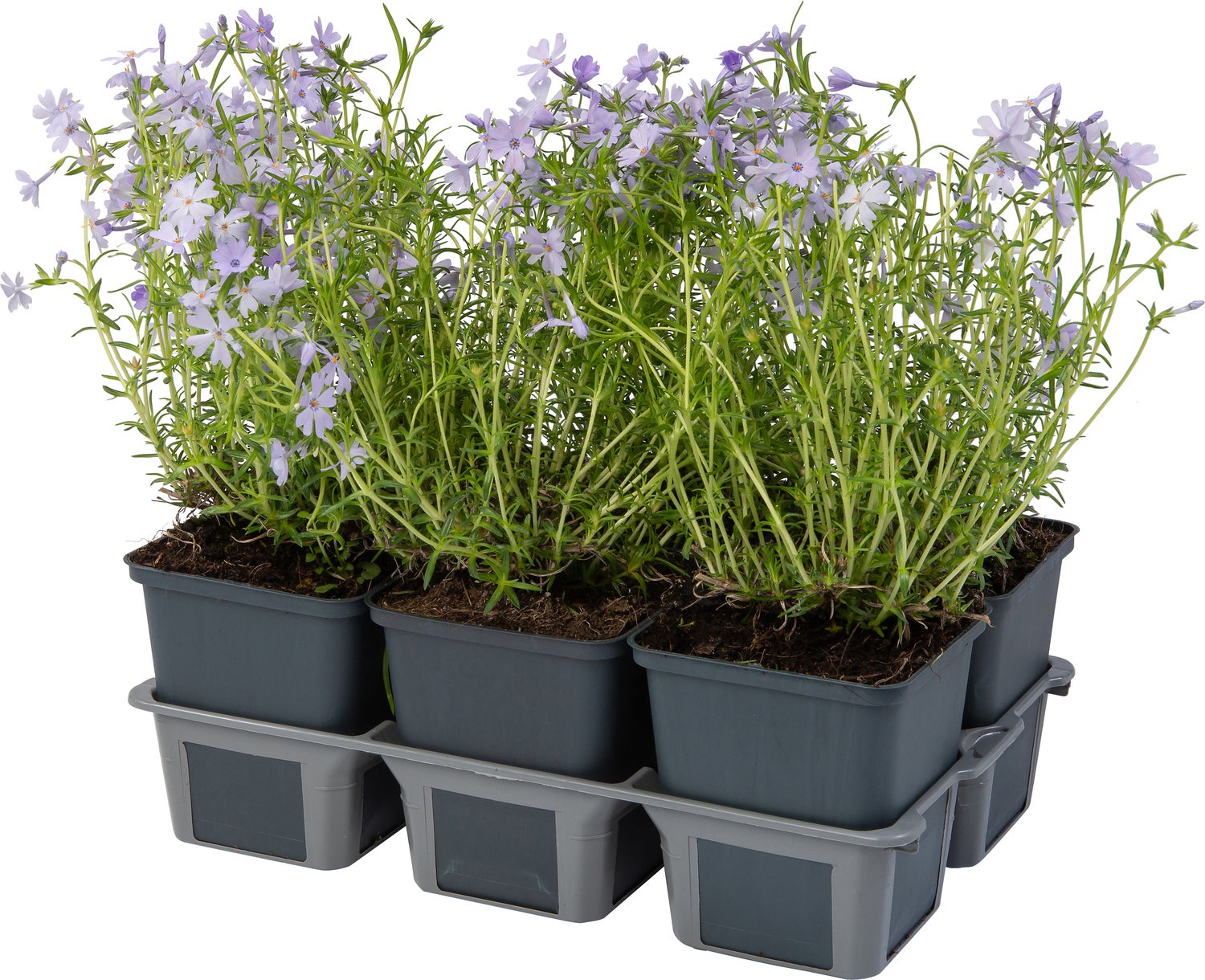 Kruipphlox (Phlox subulata 'Cushion Blue') sixpack D 9 H 15 cm