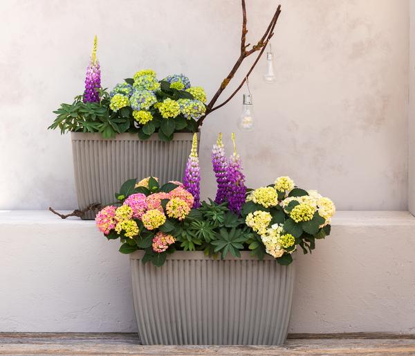 Bauern-Hortensie, ca. 30-40 cm