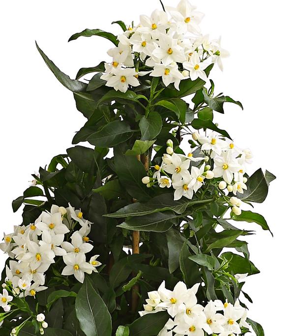 Jasminblütiger Nachtschatten, Pyramide