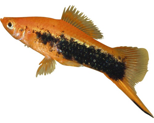 Rode zwaardstaartvis - Xiphophorus helleri