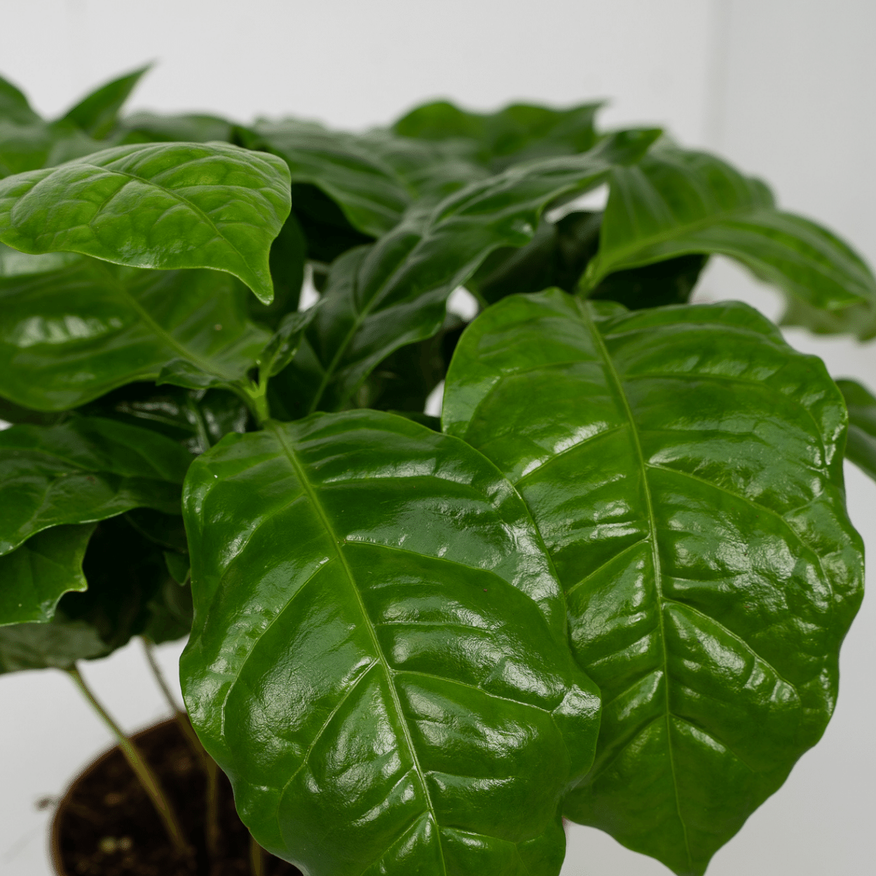 Plante d'intérieur - caféier - lot de 2 25cm