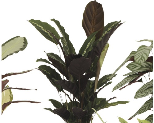 Calathea Mix (FloraSelf) H 80-85 cm Ø 17 cm pot, willekeurige variëteitselectie