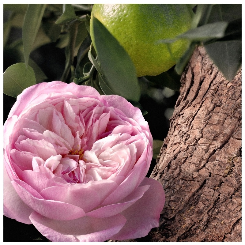 Chloé Signature Rose Naturelle Intense EDP 50 ml