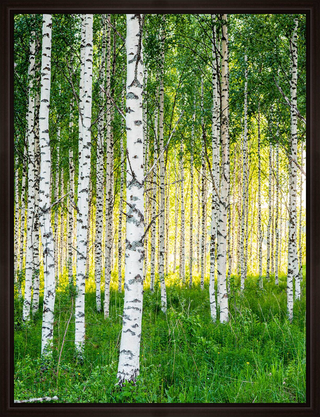 Birch Symphony ll by André Wagner - Limited Edition. Edition of: 150. Signed.