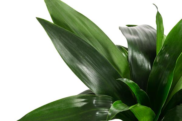 Drachenbaum - Dracaena 'Janet Craig',