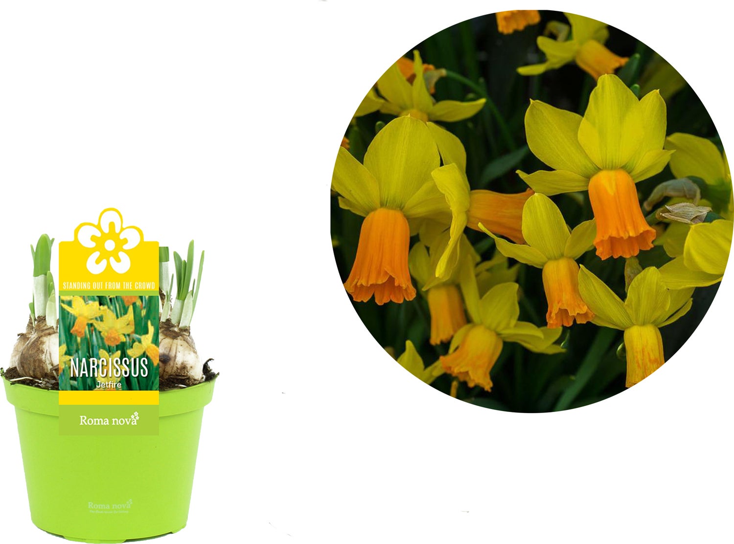 Narcis (Narcissus 'Jetfire') D 12 H 14 cm