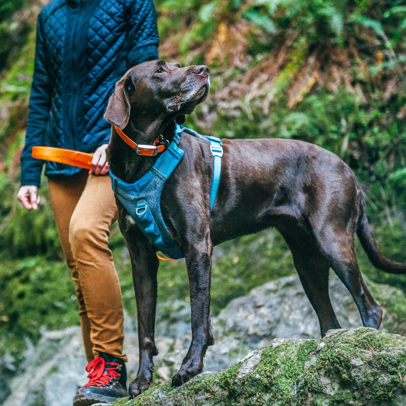 Kurgo Journey Air Hundegeschirr blau/ grau S