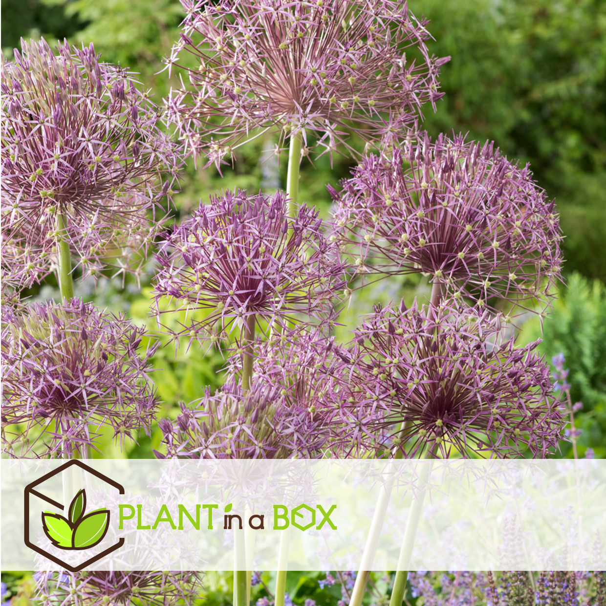 Allium christophii - bulbes de fleurs x30 - violet