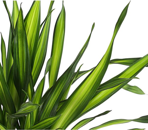 Drachenbaum - Dracaena fragrans 'Rikki'