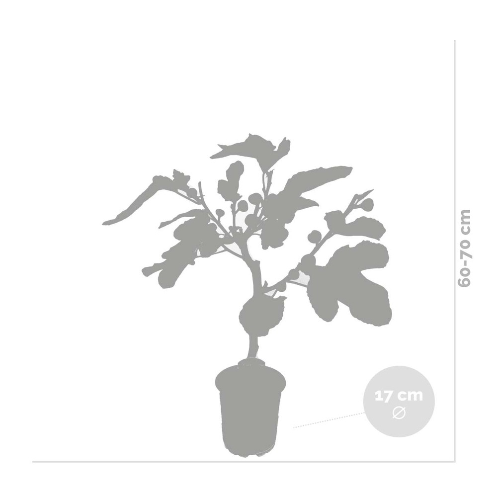 Ficus carica – figuier – arbre fruitier – rustique – ⌀17 cm - ↕60-70 cm