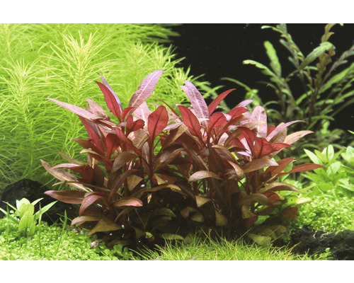 Mini Papegaaienblad - Alternanthera reineckii Mini T/10
