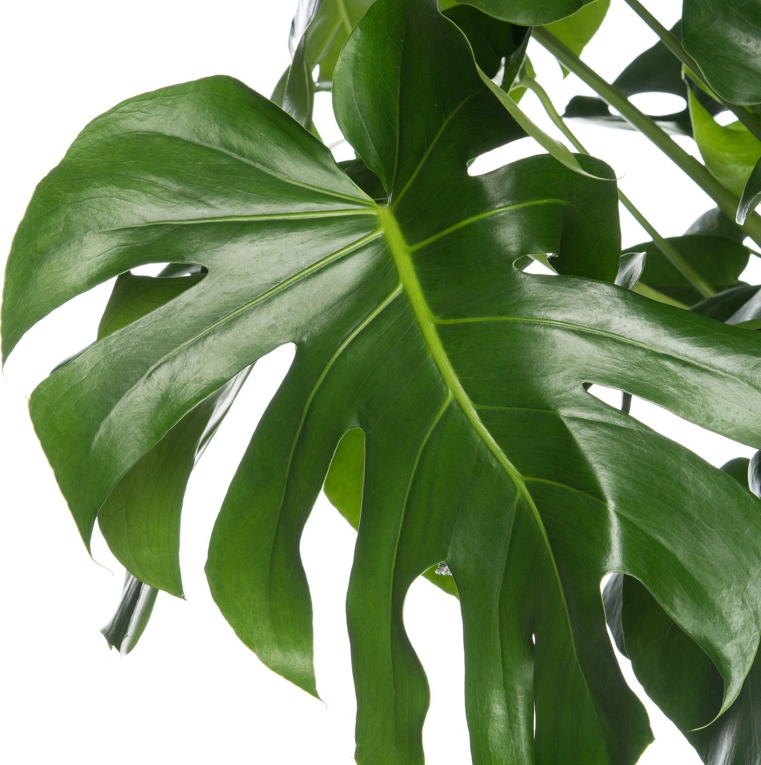 Gatenplant (Monstera deliciosa) D 17 H 60 cm