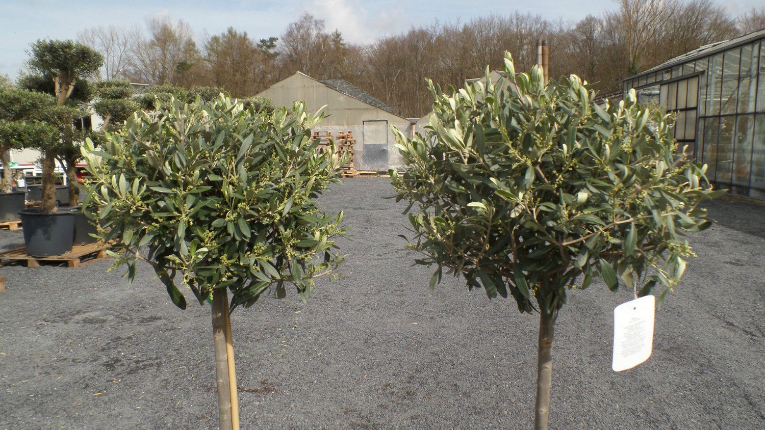 Olijfboom, 110-140 cm standaard, beste kwaliteit, winterhard