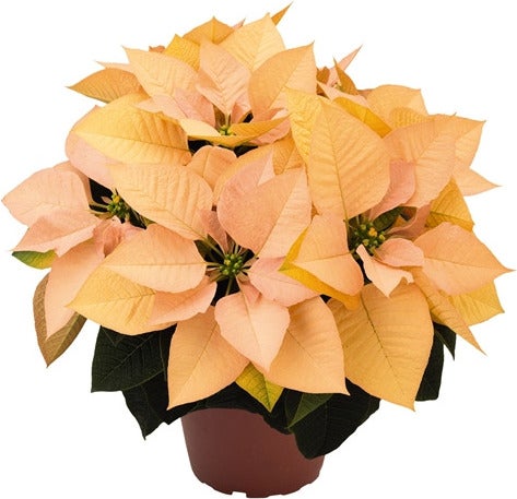 Kerstster (Euphorbia pulcherrima 'Autumn Leaves') D 10,5 H 25 cm
