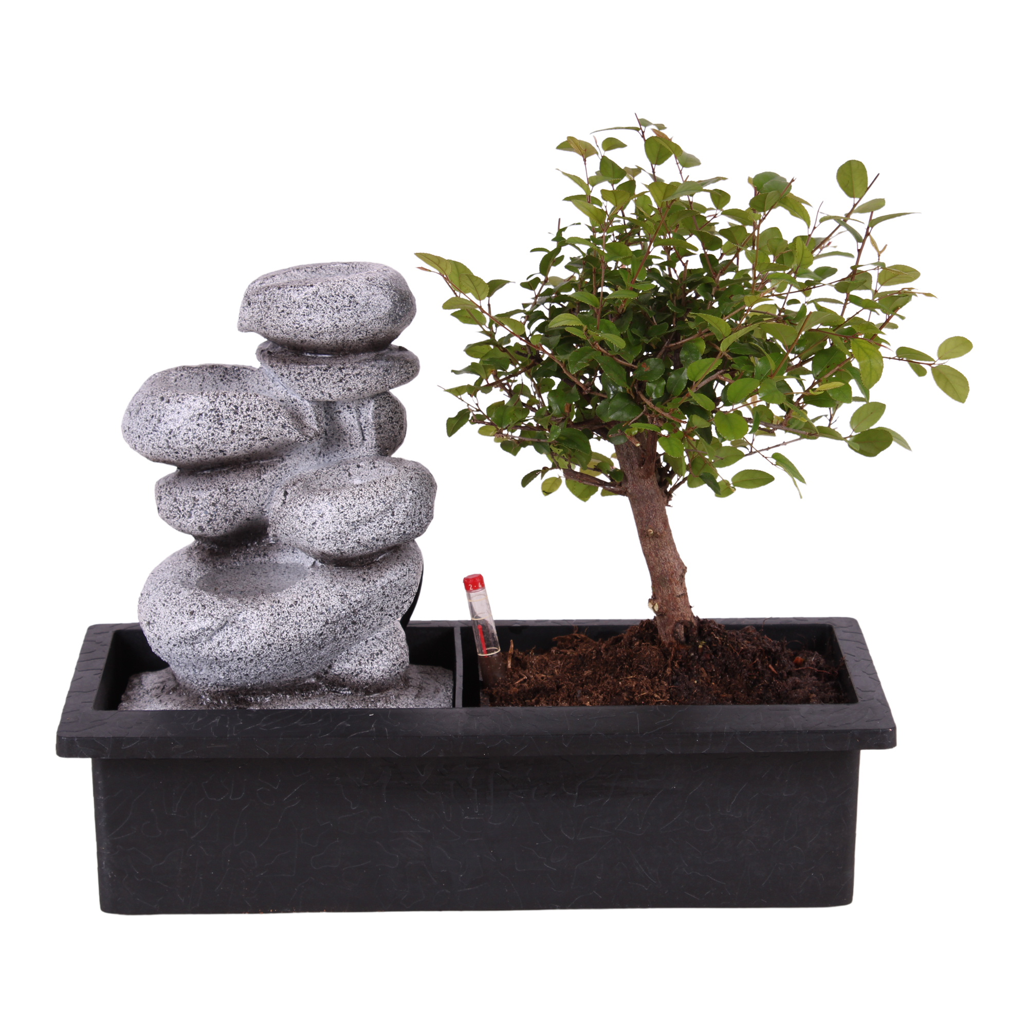 Bonsaï avec système d'eau - pierres zen - plante d'intérieur - hauteur 25-35cm