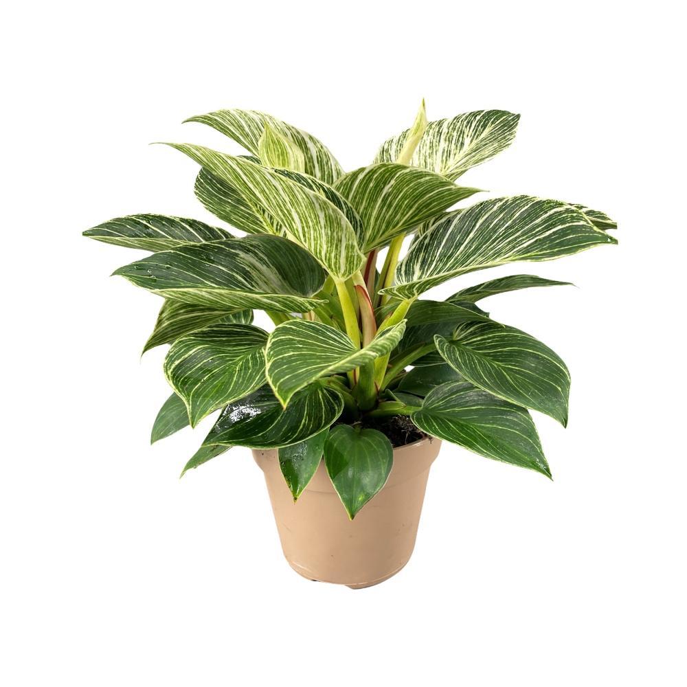 Plante d'intérieur - philodendron birkin 30.0cm