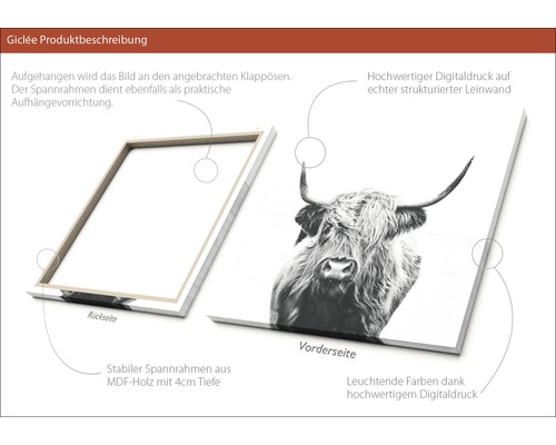 Giclée canvas schilderij Scott Highland Cattle II 80x80 cm
