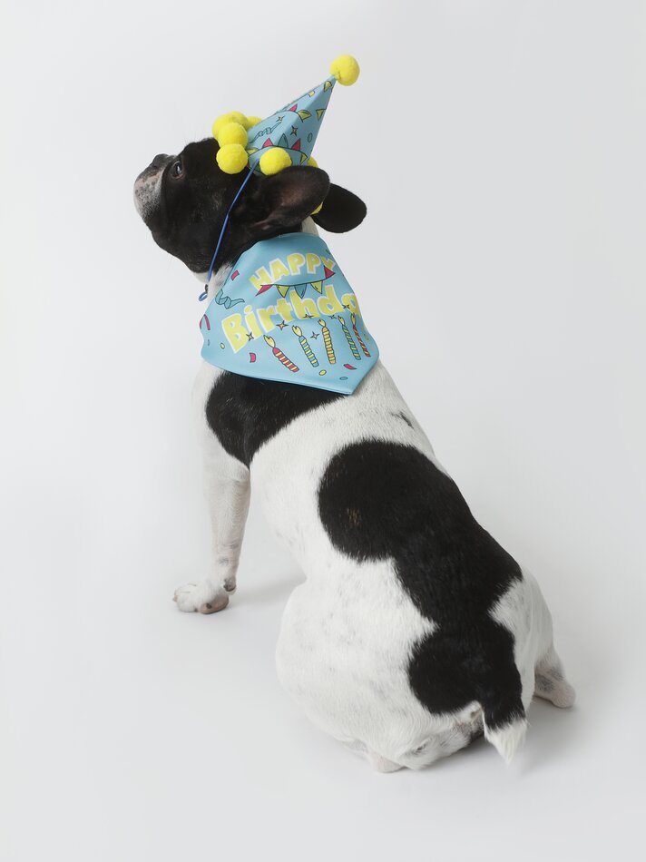 Conjunto de chapéu e bandana para aniversário de animais de estimação - Azul