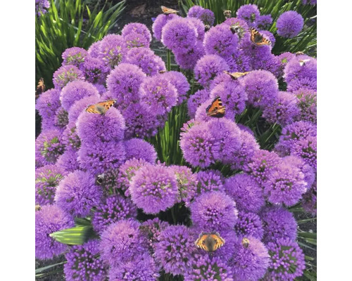 Sierui FloraSelf Allium 'Millenium' Co 3 L