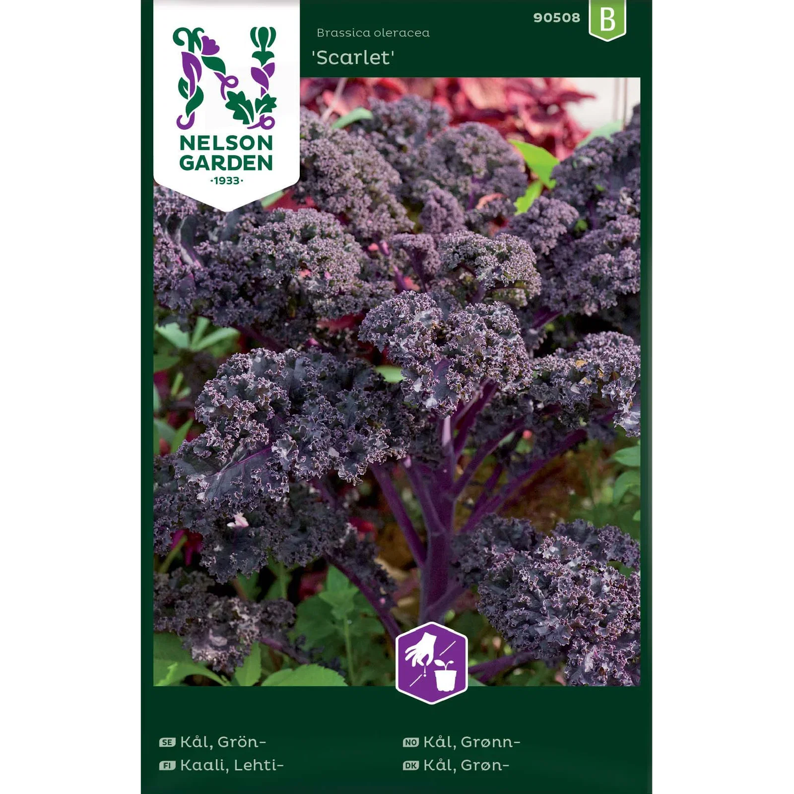 Brassica oleracea 'Scarlet' Grønnkål 'Scarlet'