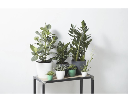 elho Brussels plantenbak, kunststof, Ø 9,5 cm, H 8 cm, antraciet