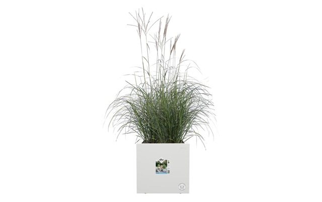 Elho Blumentopf »Next Quadrat 40 cm«