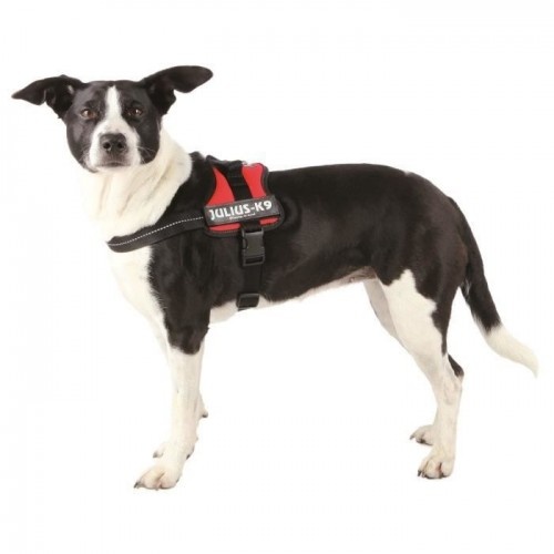 Coleira de Reforço Vermelha Julius K-9 para Cães
