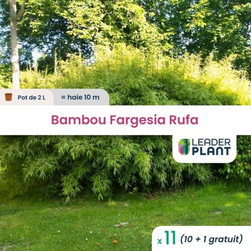 11 x bambou fargesia rufa en pot de 2 l