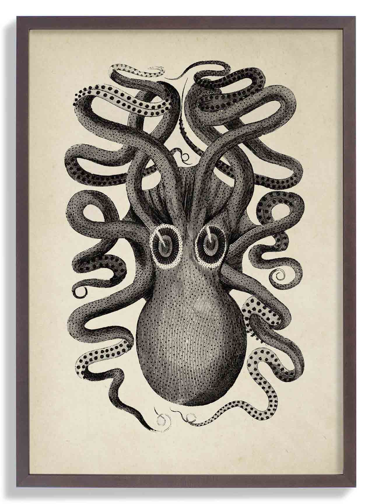Antiker Oktopus II