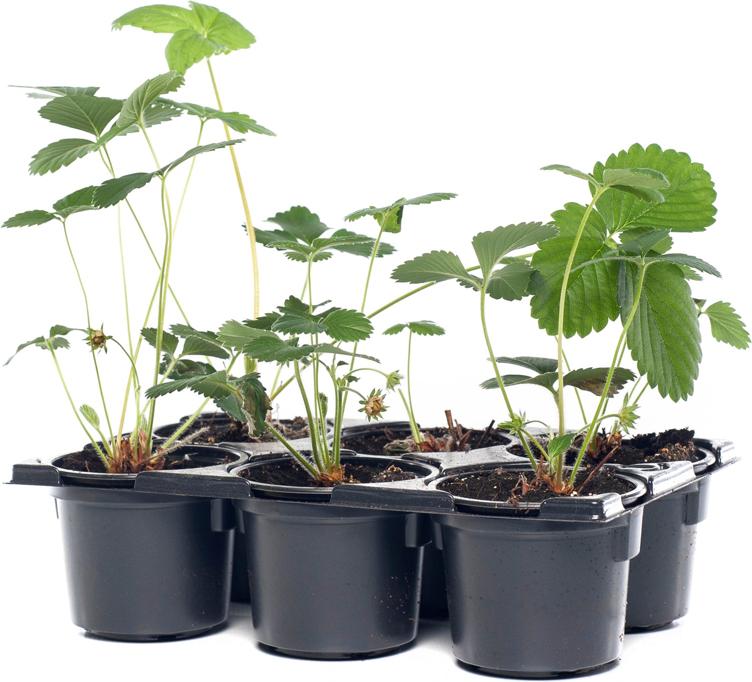 Biologische Aardbei (Fragaria 'Salsa') D 9 H 12 cm