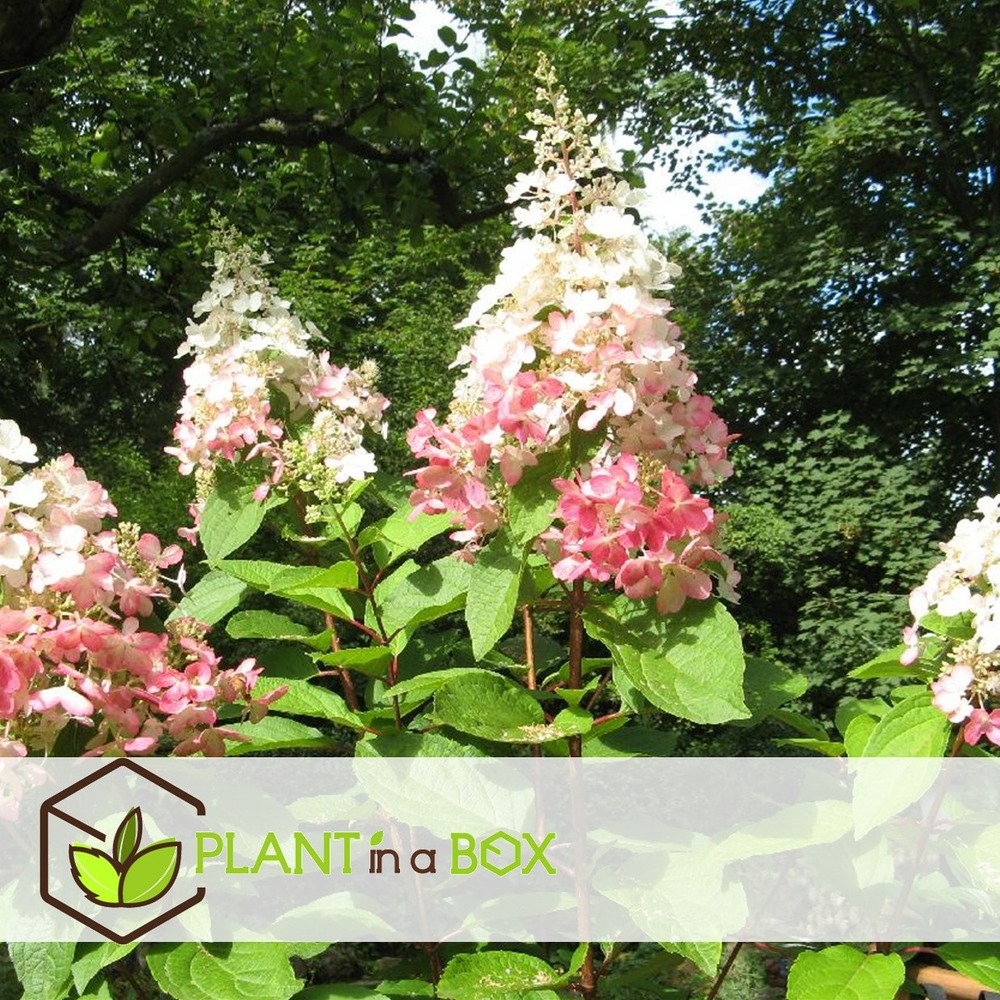 Hortensia 'pinky winky' - set de 2 - hortensia - pot 19cm - hauteur 25-40cm