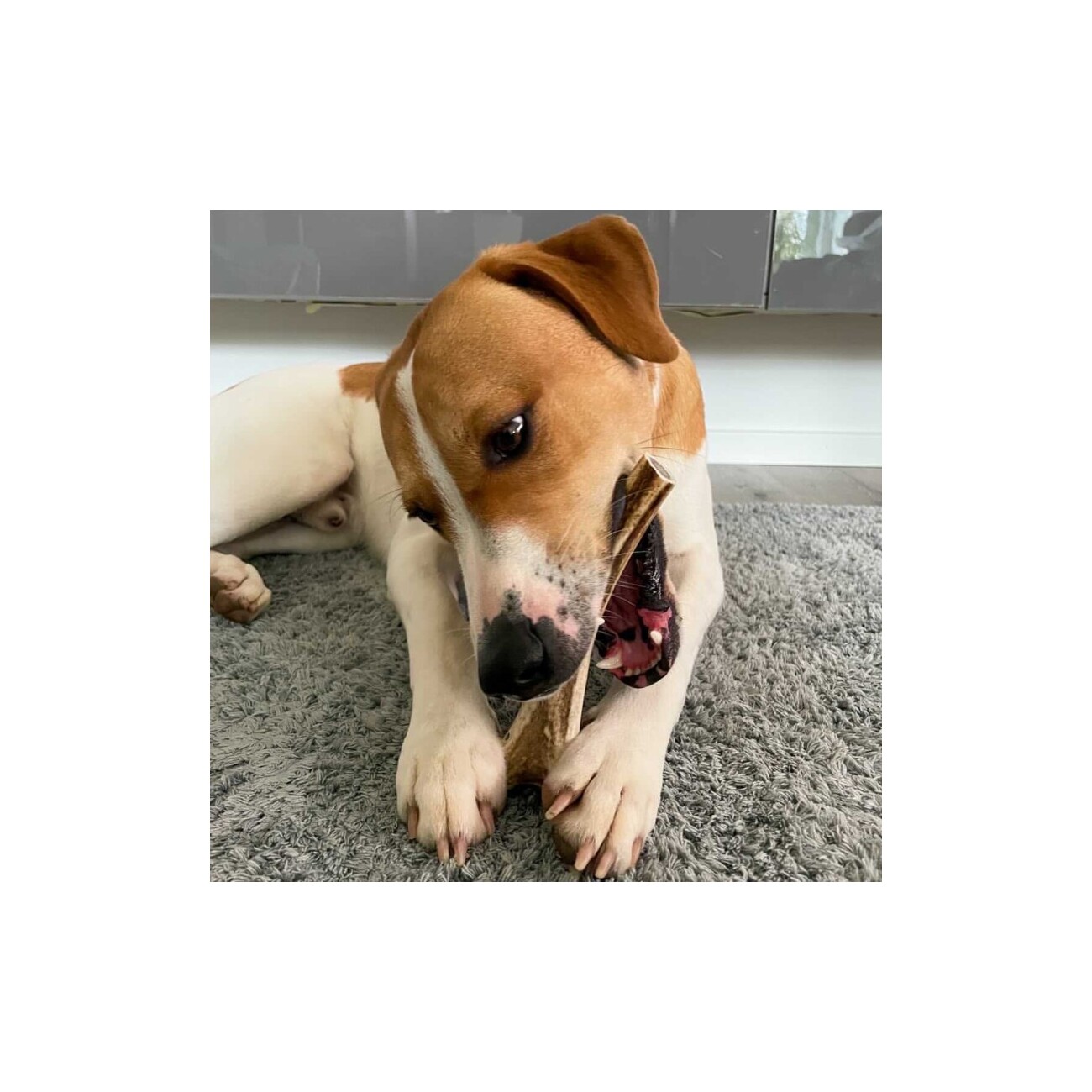 Bellfor Hundesnack - Hirsch-Geweihe XL - 120g