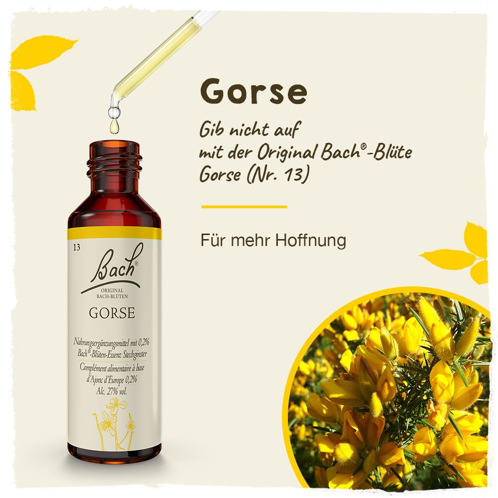 BACH®-BLÜTE GORSE (Stechginster)