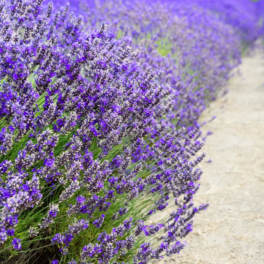 Lavandula angustifolia 'Essence Purple' Lavendel 'Essence Purple' Ø20 cm