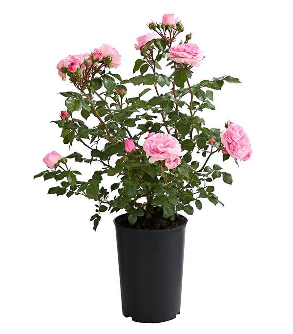 Rosen, verschiedene Sorten