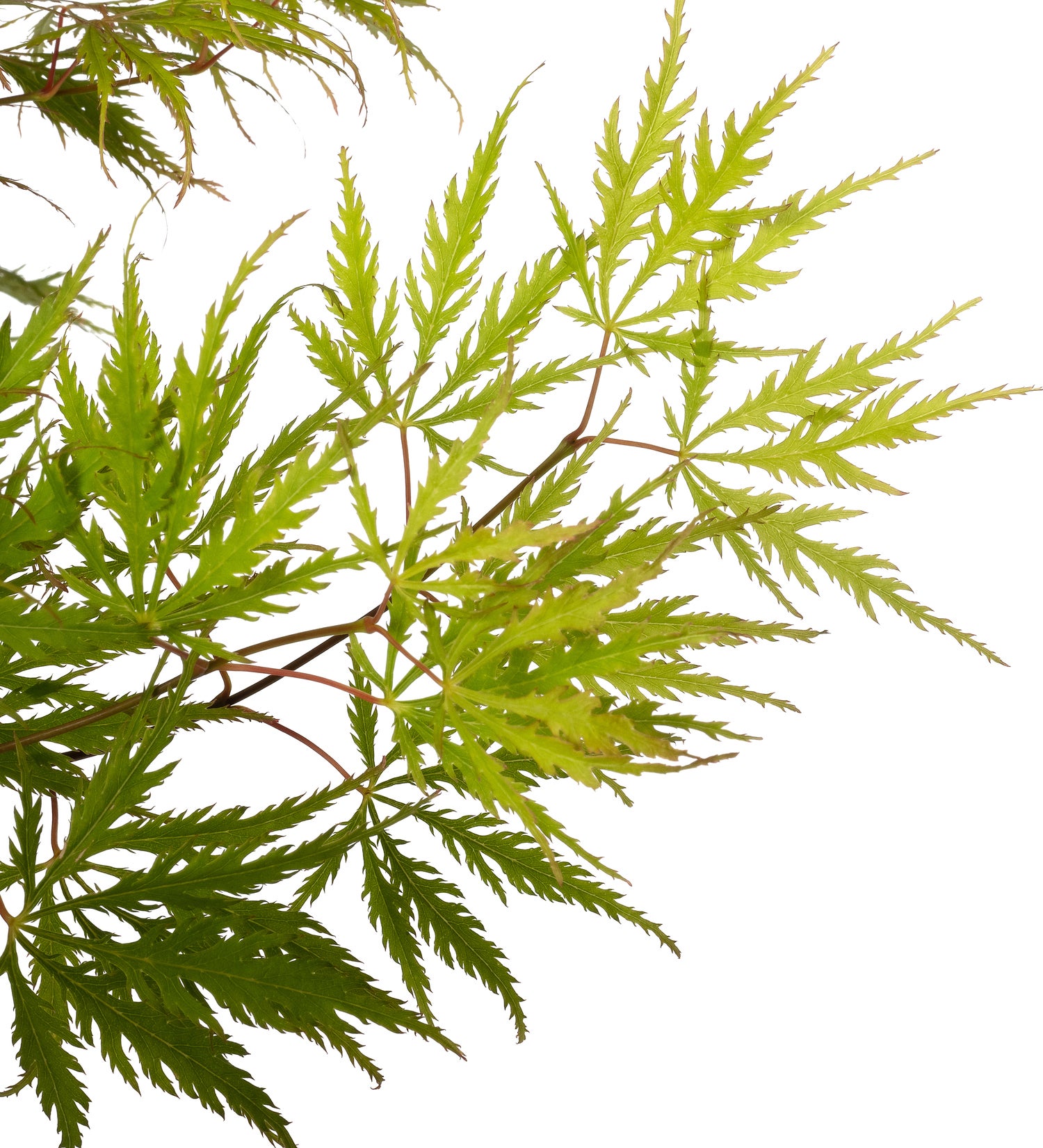 Japanse Esdoorn (Acer palmatum 'Dissectum') D 19 H 50 cm